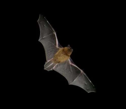 COMPLET | À la découverte des chauves-souris