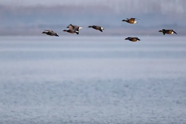 Reconnaissance des oiseaux migrateurs du Golfe du Morbihan