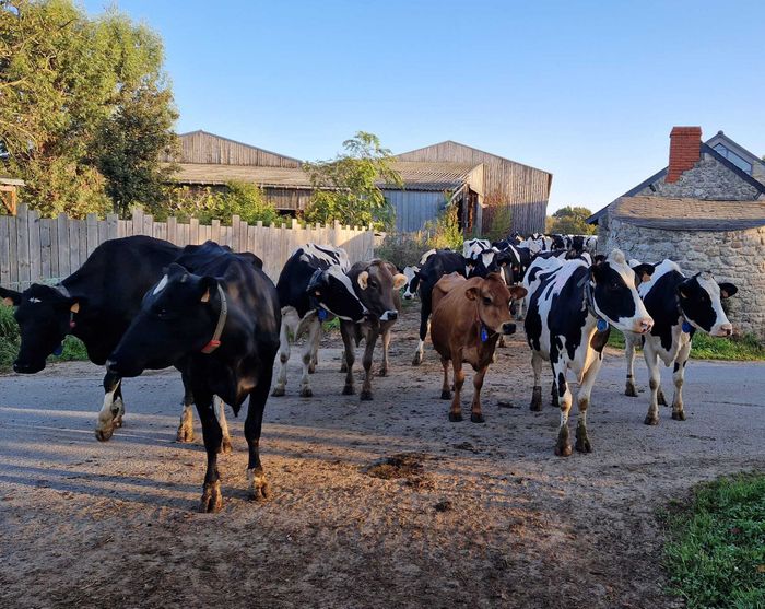 Visitez nos entreprises - Ferme Lait Prés Verts