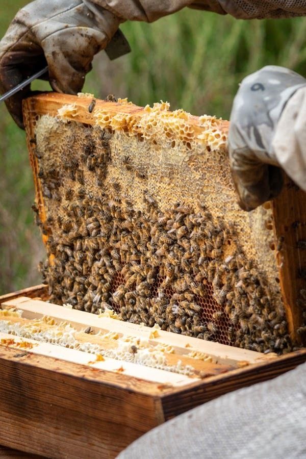 À la découverte des abeilles avec Apis Mellona
