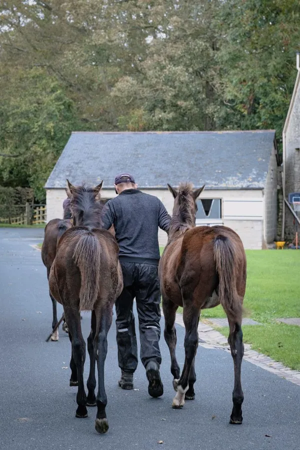 Visite du Haras d’Etreham