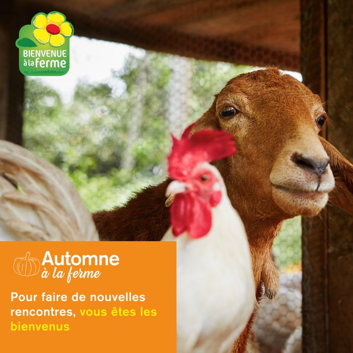 Automne à la ferme : plongez au cœur des fermes Vosgiennes