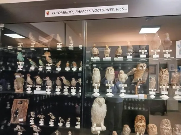 Visite du musée ornithologique Charles Payraudeau