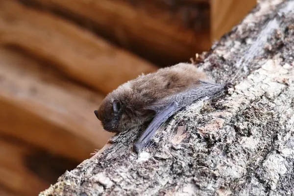 La tête en bas (Nuit de la Chauve-souris)