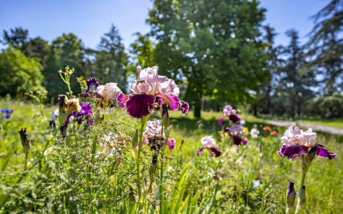 Fête des jardins, vive la nature en ville !