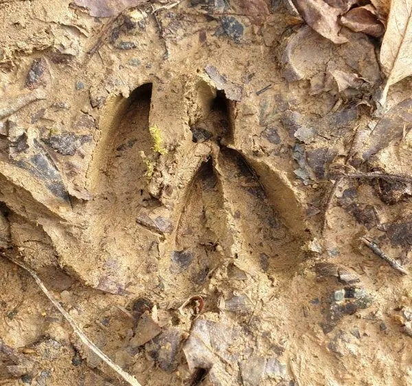 Découverte des traces d'animaux, à la recherche d'indices et des bois de cerf