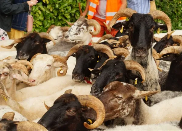 Assistez à la transhumance d'un troupeau de brebis !