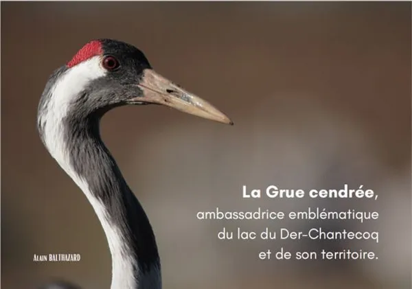 Conférence "la Grue cendrée, ambassadrice du lac du Der et de son territoire" par Etienne CLEMENT, Président de la LPO Champagne-Ardenne