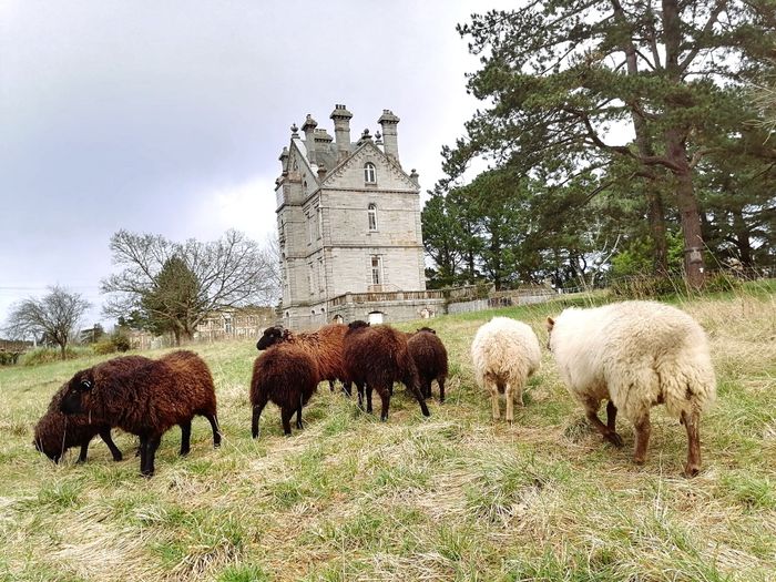 Démonstration : éco-pâturage au château de la Mare