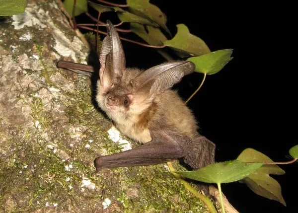 Découverte des chauves-souris et de la grotte du Contard