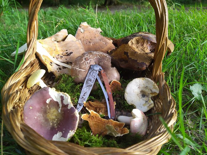 Journée de découverte des champignons en forêt
