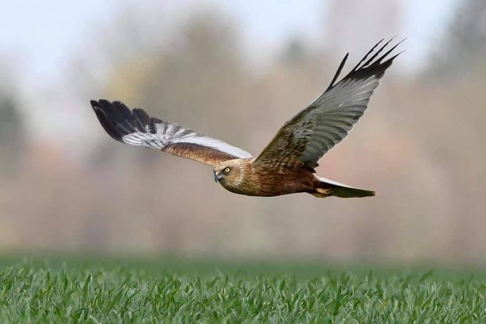Les oiseaux de la réserve ornithologique