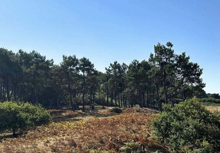 Chantier participatif : Préservons la dune grise
de Pont-Mahé !