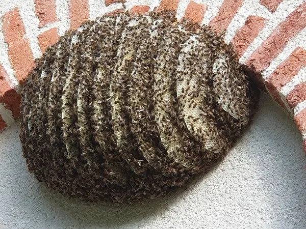 Cycles de formation à l'abeille et l'apiculture