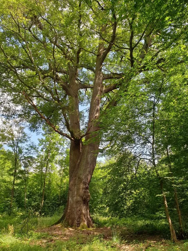 Balade itinérante "Nous sommes les cousins des arbres"