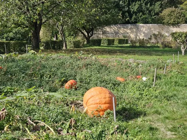 AUTOMNE EN FETE