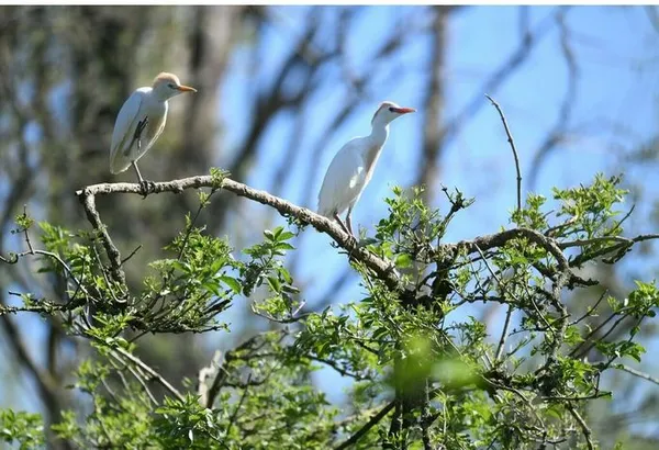COMPLET / Balade naturaliste : les ailes du crépuscule