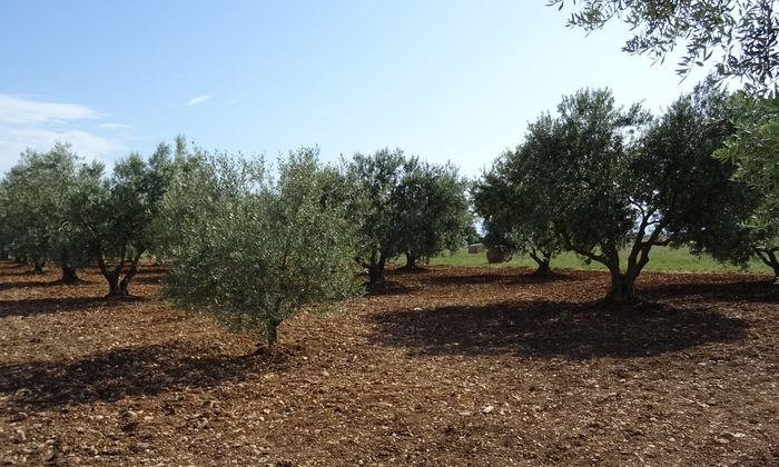 04 - Assemblée générale de l’AOP Huile d’Olive de Haute-Provence le 9 octobre à Volx
