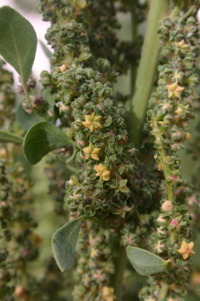 Conférence scientifique, musicale et dégustative : La quinoa, alimentation saine contre le cancer