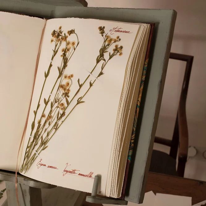 Atelier famille · De la forêt à l'herbier