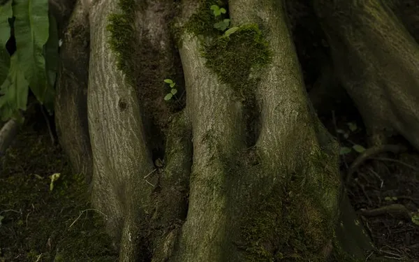 Les idées reçues autour des arbres