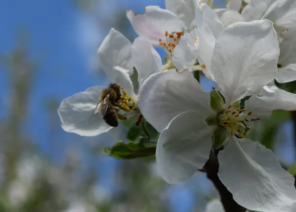 Fête de la Nature : les pollinisateurs
