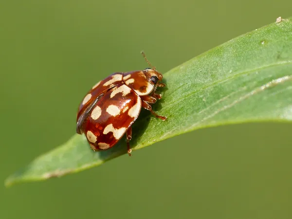 On fait le point... sur les coccinelles !