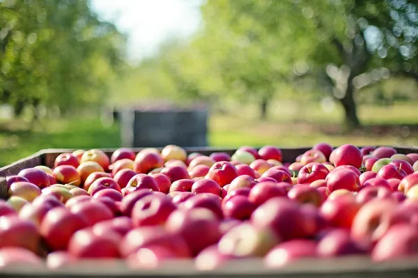 18ème Fête de la Pomme