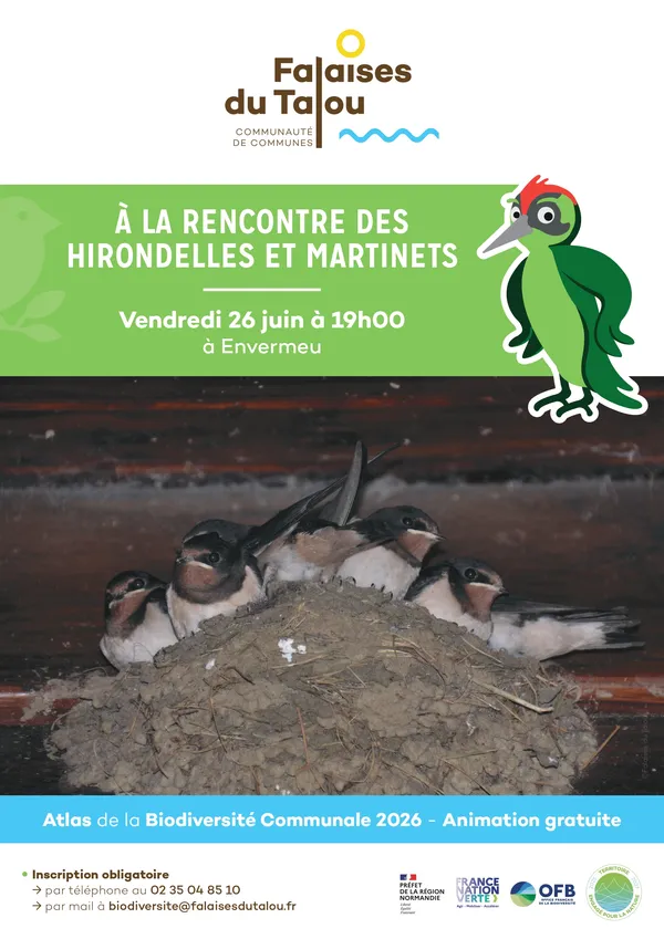 A la rencontre des hirondelles et des martinets