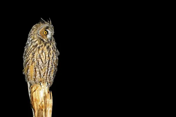 Nuit de la chouette - COMPLET