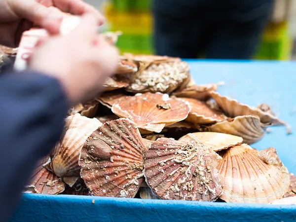31e fête de la coquille Saint-Jacques