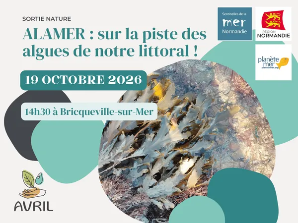 Alamer : sur la piste des algues de notre littoral !