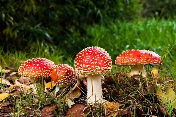 [Sortie nature] Découverte des champignons en forêt d'Arques