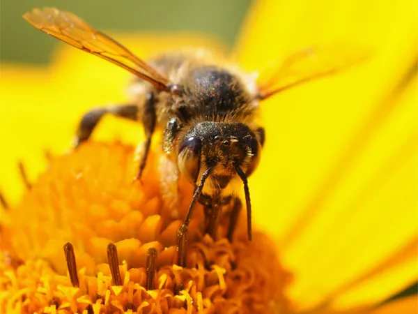 Du miel et des abeilles
