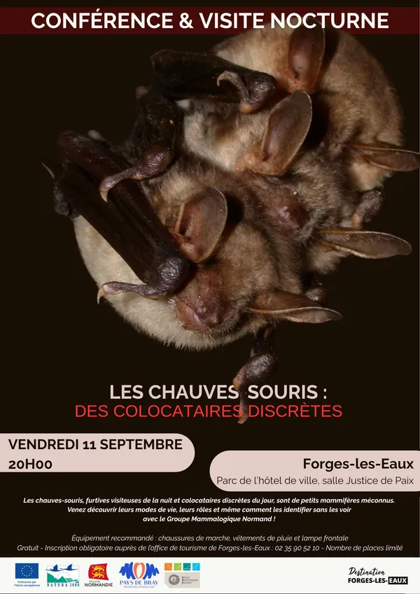 Les chauves souris : Des colocataires discrètes