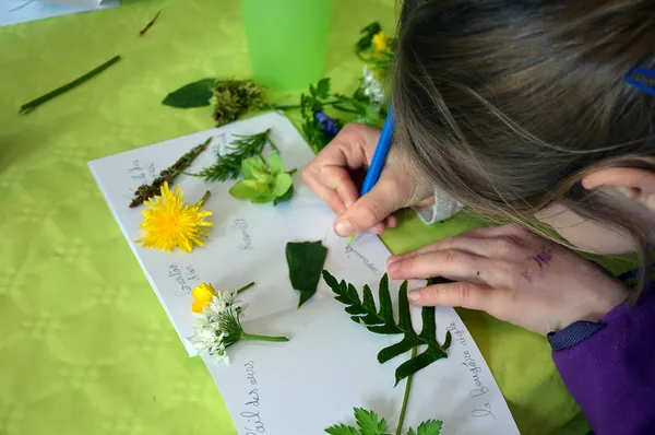 Atelier herbier