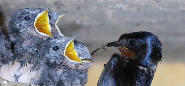 Exposition « photographies d'oiseaux » par Jacques Rivière