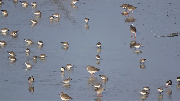 Observations des oiseaux et des phoques