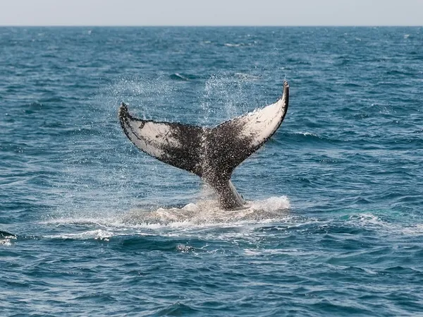 Visite guidée : La Baleine