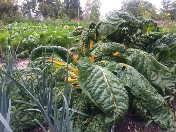 Atelier au potager en permaculture : les plantes compagnes avec la Maison de la Nature et de la Pierre Sèche