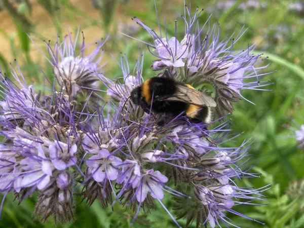 Atelier scientifique : l'identification des espèces de bourdons à la Maison de la Nature et de la Pierre Sèche