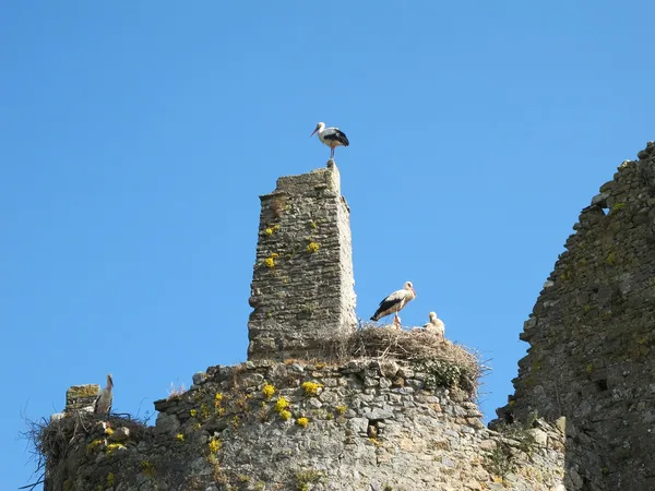 Au château des cigognes