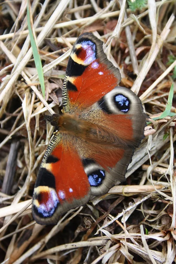 Papillons et Cie