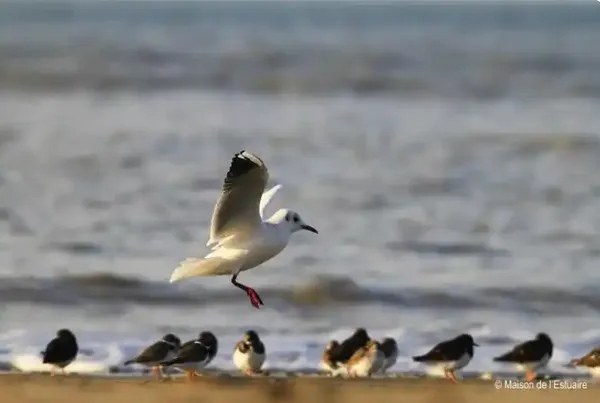 Les oiseaux du littoral
