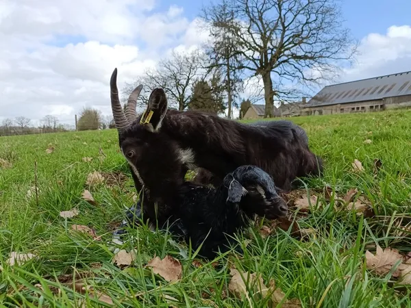 Visite de la ferme de la Maraichèvre