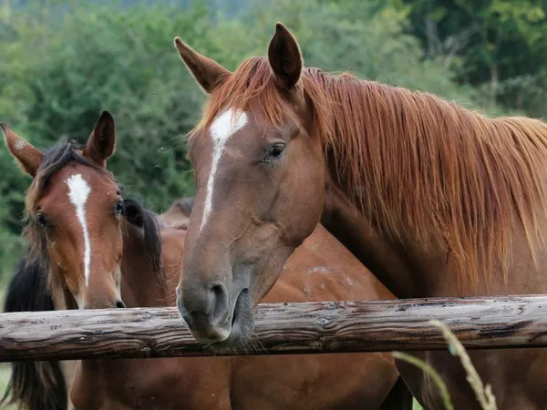 Fête du Cheval