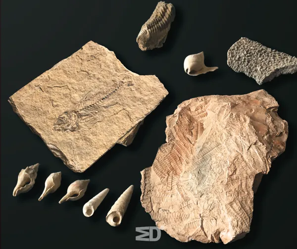 [Fête de la science - Conférence] Les fossiles s’invitent au musée