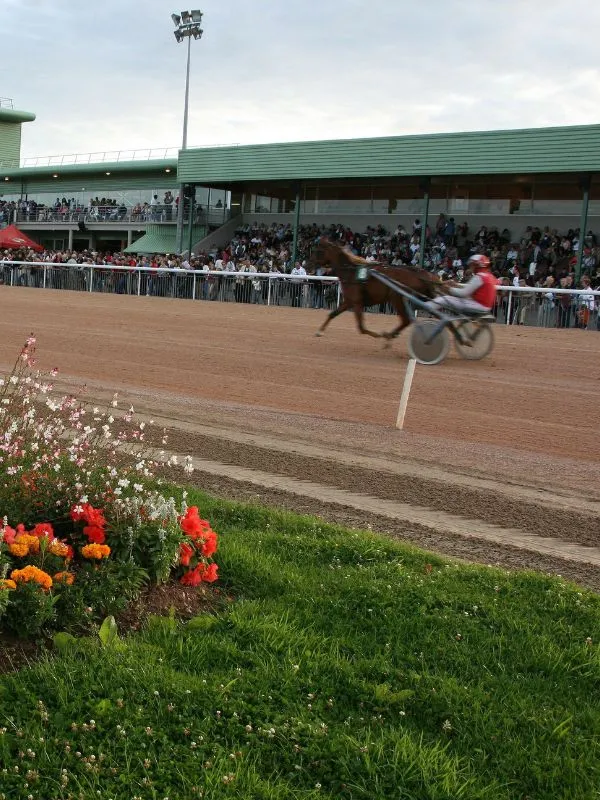 Courses hippiques