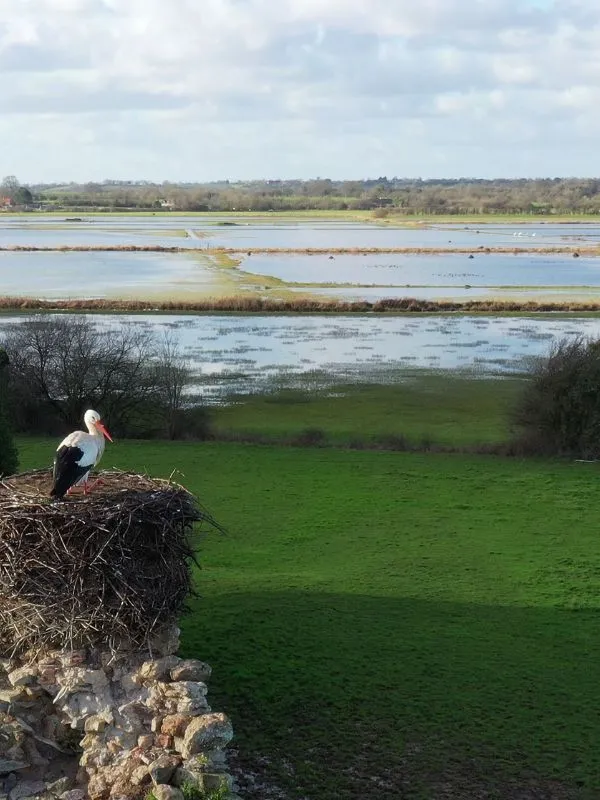 Sortie nature > Au château des cigognes