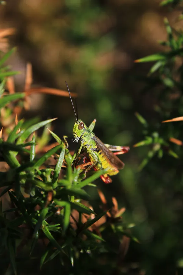 Balade nature : Insectes de tout poil